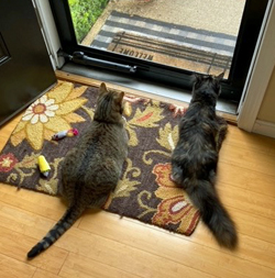 Lotus and friend 2022 Lotus and friend 2022