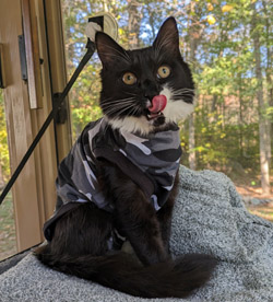 Violet spay suit Violet spay suit