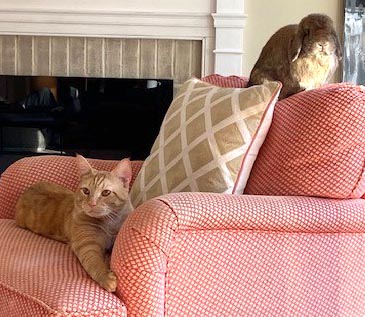 Skittles and bunny home 2020 Skittles and bunny home 2020