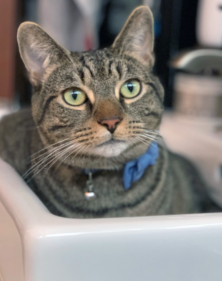 Binx a 2019 Binx a 2019