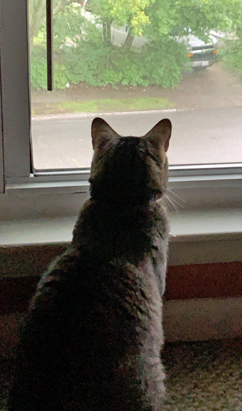 Binx b 2019 Binx b 2019