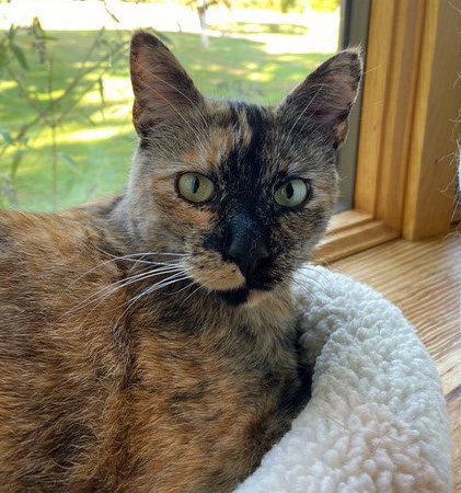 Cuddlebug home 2019