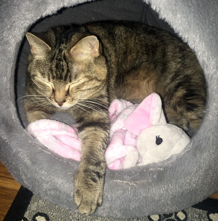 Kitty bed home 2019