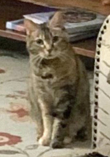 Kitty floor home 2019 Kitty floor home 2019