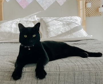 Milo home 2021